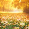 Fallen Autumn Leaves On Grass In Sunny Morning Light Toned