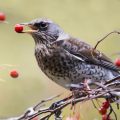 The Blackbird Holds The Red Berries Of Rowan In Its branch