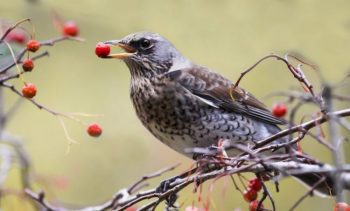 The Blackbird Holds The Red Berries Of Rowan In Its branch