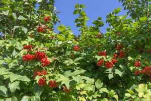 red berries on green plant