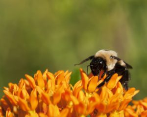 bee on orange flower