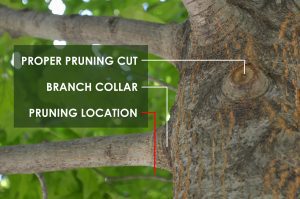 proper pruning cut on tree, branch collar, pruning location lines on tree branch