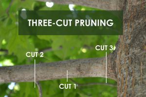 cut 1 middle of branch, cut 2 at the end of branch, cut 3 at beginning of branch