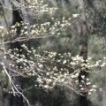 Spring Blooming Dogwood Blossoms And Moss On Sunny Day