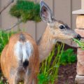 Doe A Dear A Young Female Mule Deer (odocoileus Hemionus)