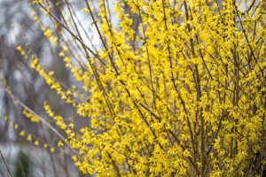 yellow flowered plant