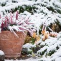 Common Heather Calluna Vulgaris In Flower Pot Covered With Snow