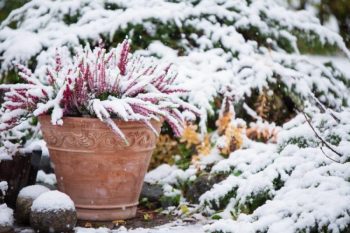 Common Heather Calluna Vulgaris In Flower Pot Covered With Snow