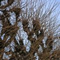 Strangely Shaped Tree Crowns Against The Blue Sky Trees Cut