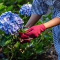 Woman Cut A Bouquet Of Hydrangea Flowers With Pruning Scissors