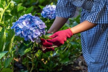 Woman Cut A Bouquet Of Hydrangea Flowers With Pruning Scissors