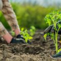 Two Farmers Plant Tomato Seedlings In A Field