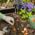 The Gardener Planted Bulbs Of Flowers To The Ground Work