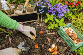 The Gardener Planted Bulbs Of Flowers To The Ground Work