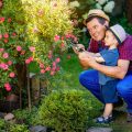 Gardener Trimming Flowers With Secateurs In The Garden. Little Boy and Father cutting