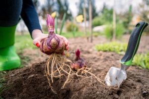 holding on to red/purple bulb next to hand held digger