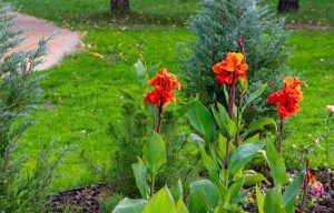 bloomed orange flowers
