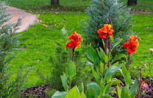 bloomed orange flowers