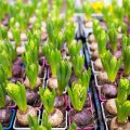 Gardening Planting And Flora Concept - Close Up Of Hyacinths