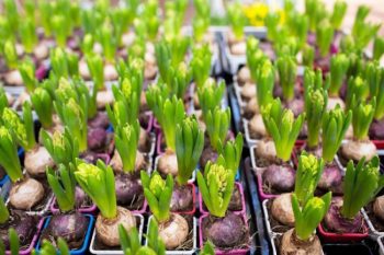 Bulbs to Plant in Spring for Summer Blooms 