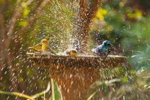 4 birds in water bath