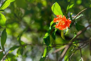 orange flower on green bush