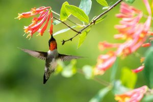 hummingbird eating out of pink flower