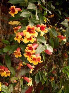 yellow and red flower