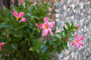 pink flower budding on green plant next to wall