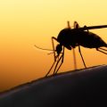 Mosquito On Human Skin At Sunset