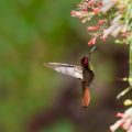 Dreamy Scene Of A Ruby Topaz Hummingbird Chrysolampis Mosquitus Hovering