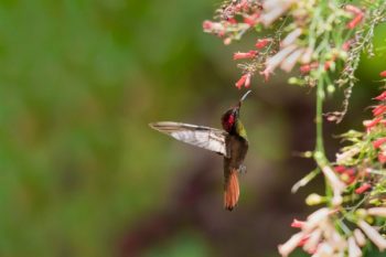 Dreamy Scene Of A Ruby Topaz Hummingbird Chrysolampis Mosquitus Hovering