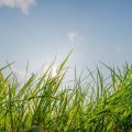 Green Grass field And Blusky