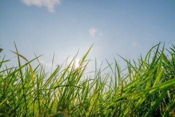 Green Grass field And Blusky