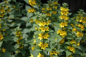 yellow flowers on green plant