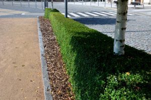 Narrow Leaf Evergreen Shrubs