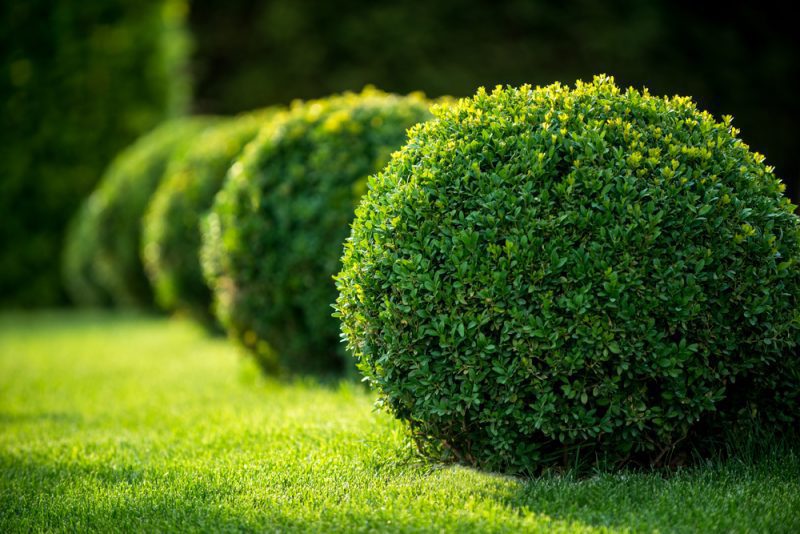 Evergreen Shrubs