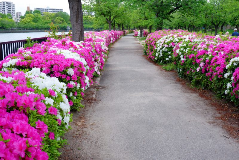 Floral viewing angle