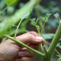 Pinching plants