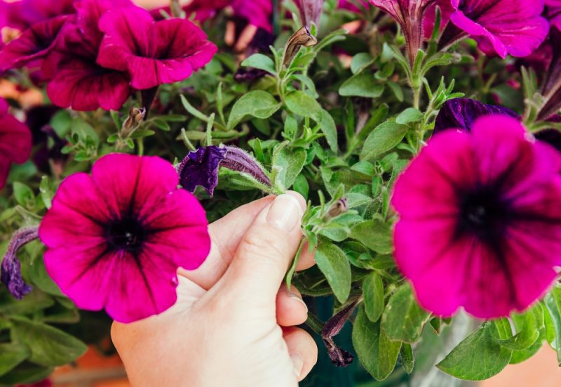 Petunia Pinching