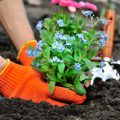 Planting flower beds