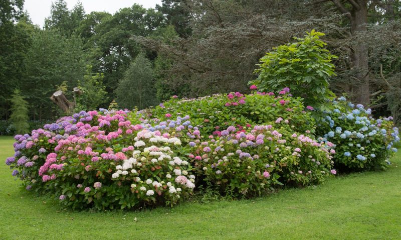 Floral beds viewing angle