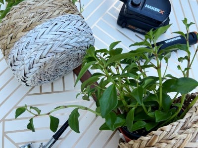 zoomed in view of plant sitting in basket