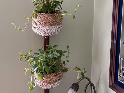 two plants inside basket hanging from wall