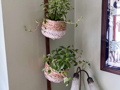 side veiw showing two plants inside basket hanging from wall