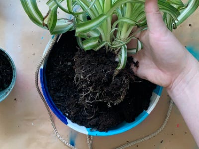 holding and placing the plant into the soil of the pot