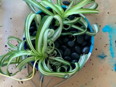 top view of plant sitting in the pot and rocks