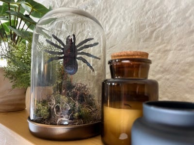 Eerie Spider Cloche sitting on shelf next to candle