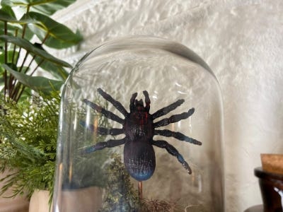 Eerie Spider Cloche sitting on shelf 