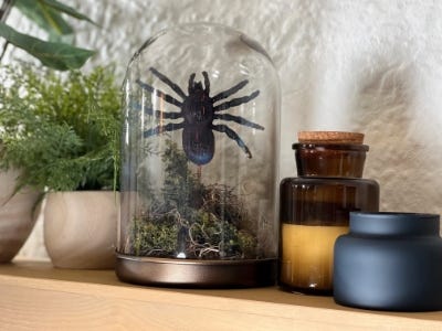 spider clonche next to candles and fake plants on shelf